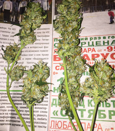 Семена сорта Northern Lights Auto fem (Семяныч)