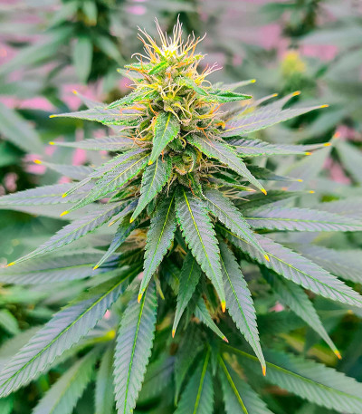 Семена конопли сорта Permanent Marker fem (7CH American)