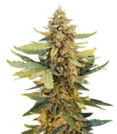 Семена сорта Guava Auto fem (FastBuds)