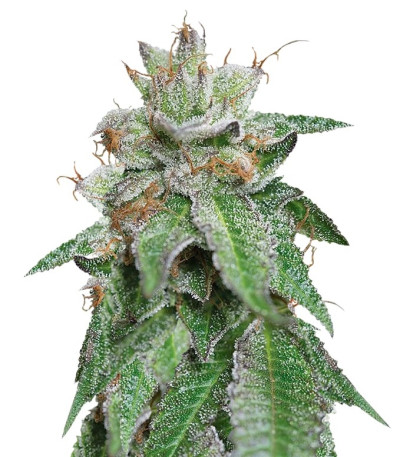 Семена сорта Bubba Kush fem (Humboldt Seeds)
