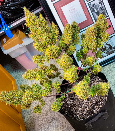 Семена сорта Auto Bruce Banner XXL fem (Advanced Seeds)