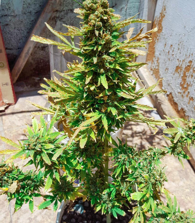 Семена сорта El Alquimista Auto fem (Samsara Seeds)