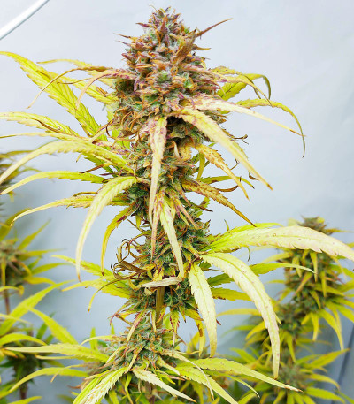 Семена сорта Cherry Cola Auto fem (FastBuds)