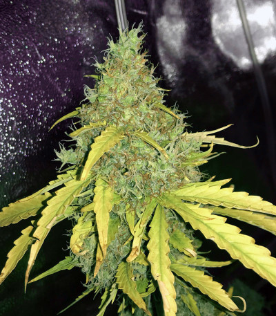 Семена сорта Dos-Vi-Dos Auto fem (Семяныч)