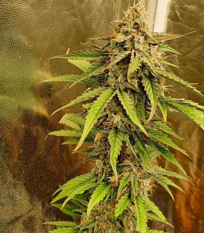 Семена сорта Amnesia Lemon Auto fem (Семяныч)