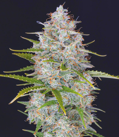 Семена сорта Orange Sherbet Auto fem (FastBuds)