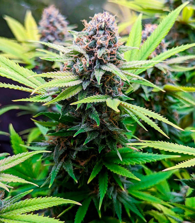 Семена сорта Wedding Crasher Auto fem (7CH Seeds & Advanced Seeds)