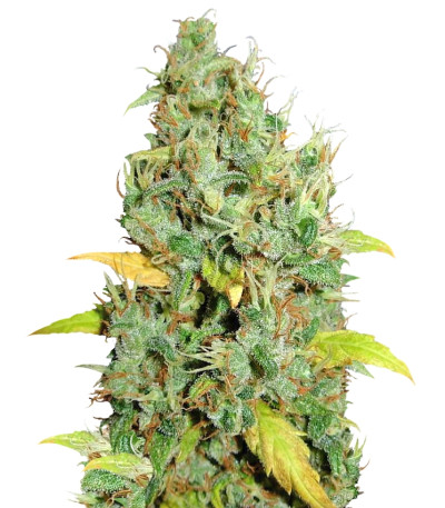 Семена сорта White Widow x Big Bud fem (Female Seeds)