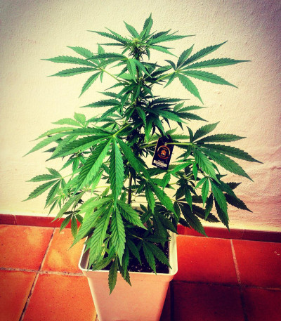 Семена сорта Zombie Haze Auto fem (Sumo Seeds)