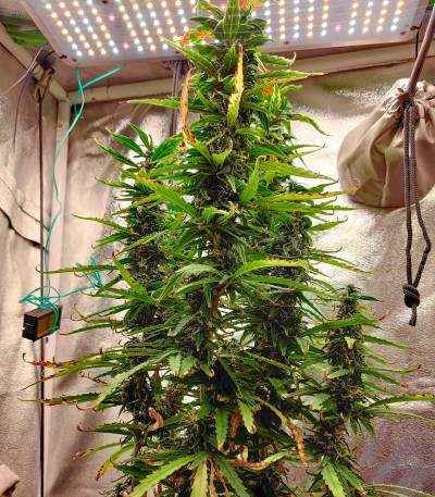 Семена сорта Auto Northern Lights XXL fem (00 Seeds)