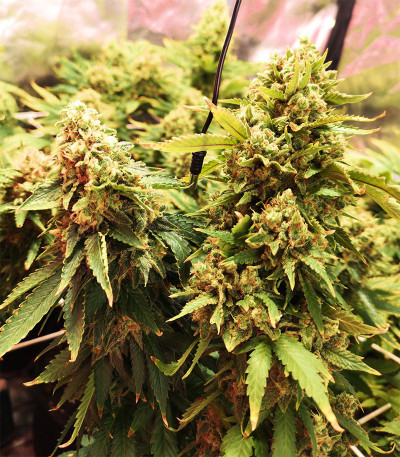 Семена сорта Astral fem (Семяныч)