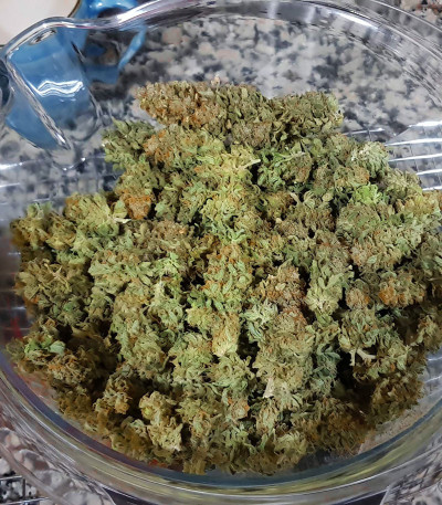 Семена сорта Girl Scout Cookies Auto fem (Nirvana Seeds)