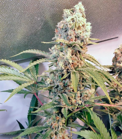Семена сорта Green Poison fem (Sweet Seeds)