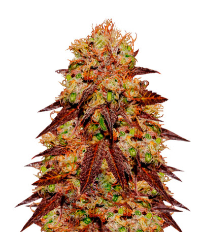 Семена сорта Purps OG fem (Anesia Seeds)