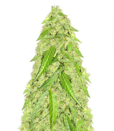 Семена сорта Devotchka Auto fem (Doctor’s Choice)