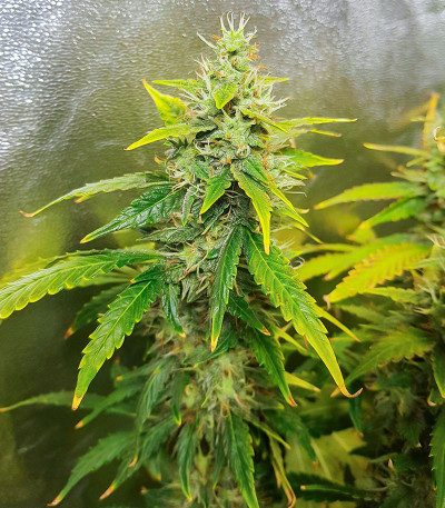 Семена сорта Auto Skywalker Haze fem (Dutch Passion)