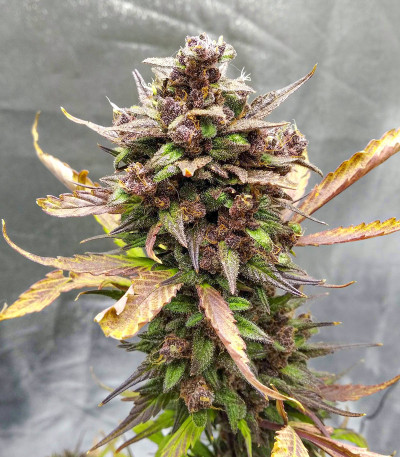 Семена сорта Blackberry auto fem (FastBuds)