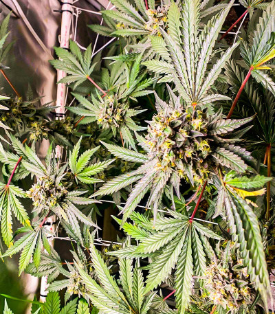 Семена сорта Runtz Fast Flowering fem (Humboldt Seed Organization)