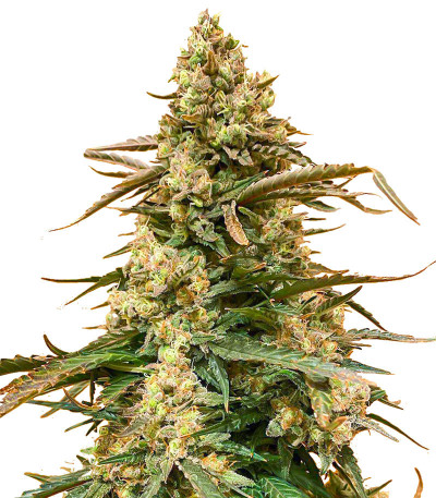 Семена сорта Sith OG fem (AlphaFem Seeds)