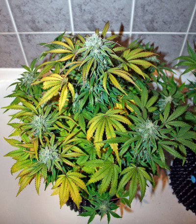 Семена сорта Baby Boom Auto fem