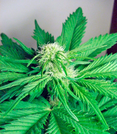 Семена сорта Big Bang fem (Green House Seeds)