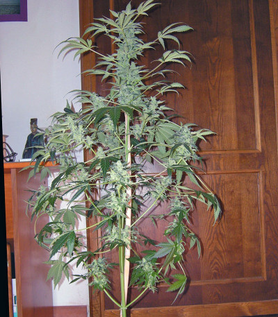 Семена сорта Big Devil XL Auto fem (Sweet Seeds)