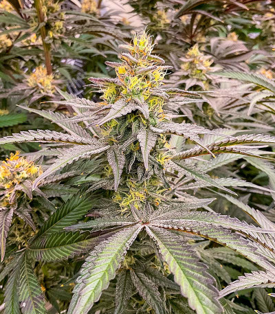 Семена сорта Florida Sunrise Auto fem (7CH American)