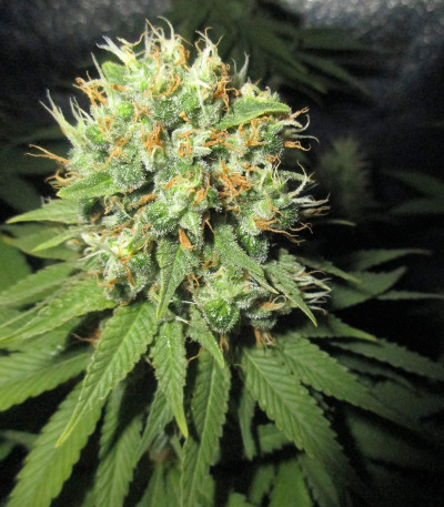 Семена сорта Green Gelato fem (Royal Queen Seeds)