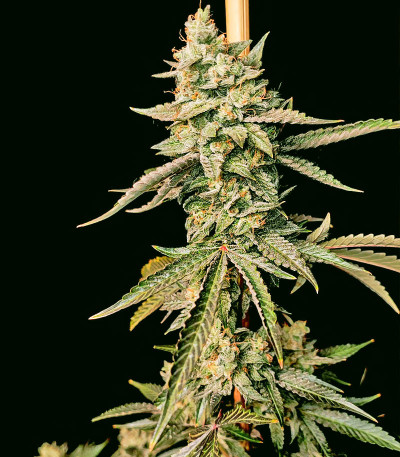 Семена сорта Auto Amnesium fem (Victory Seeds)