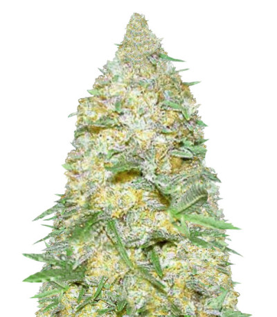 Семена сорта Auto Super Extra Skunk fem (Victory Seeds)