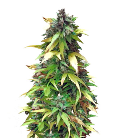 Семена сорта Critical Impact fem (Vision Seeds)