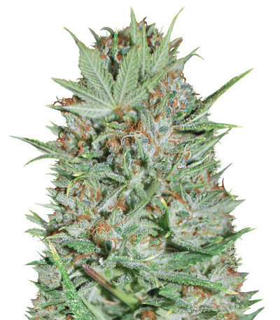 Семена сорта Wembley fem (Pyramid Seeds)