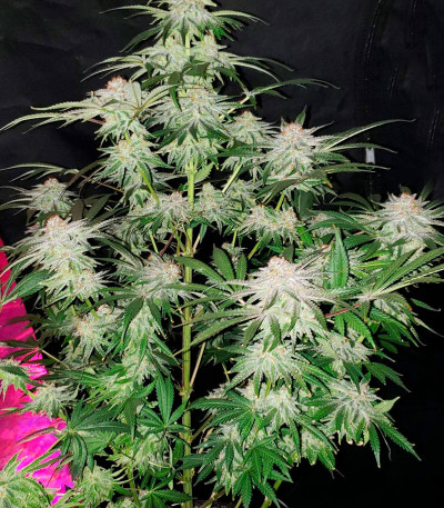 Семена сорта Cafe Racer (Blimburn Seeds)