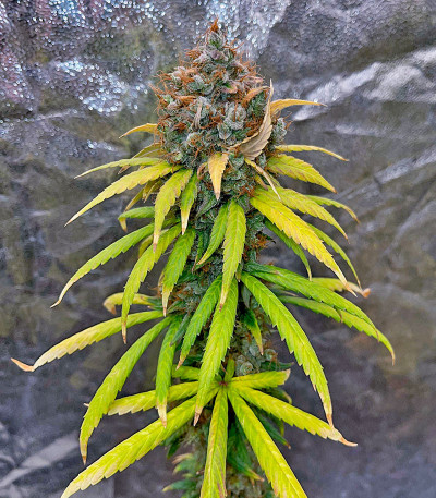 Семена сорта Lemon Drizzle fem (Barney's Farm)