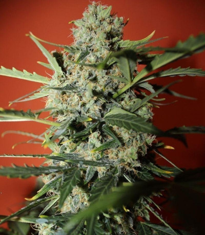 Семена сорта Northern Express Auto fem