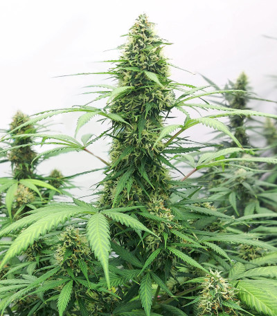 Семена сорта Orange Buddy Auto fem (Herbies Seeds)