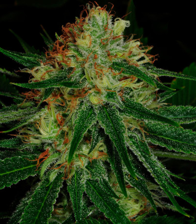 Sour Apple fem Anesia Seeds