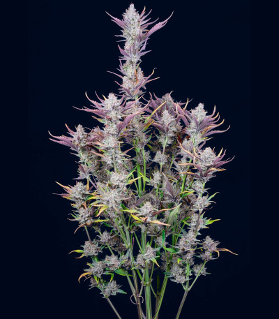 Семена сорта Wedding Glue Auto fem (FastBuds)