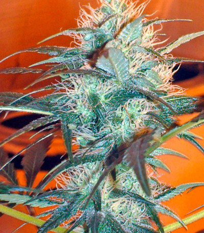 Семена сорта White Rhino reg (Nirvana Seeds)