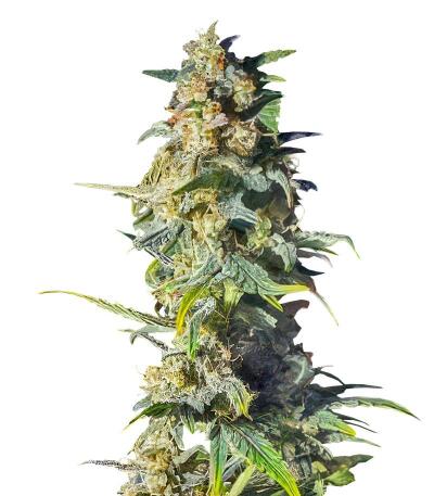 Семена сорта Gorilla 4 Autoflower fem (Easy Grow Seeds)