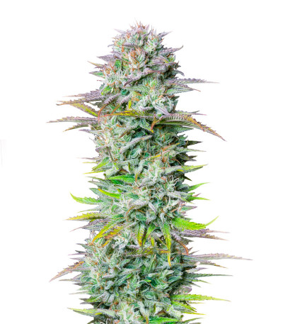 Семена сорта Kosher Cake Auto fem (FastBuds)