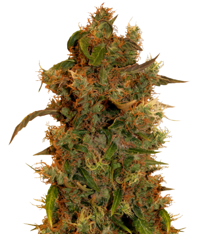 Семена сорта 8 Ball Kush fem (Barney's Farm)