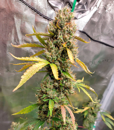 Семена сорта HighCloudZ Auto fem от Green House Seeds