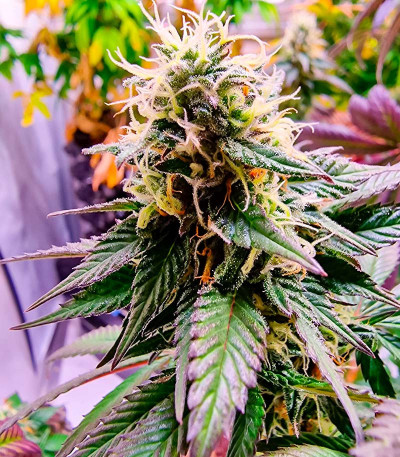 Семена сорта Jealousy fem (Original Sensible Seeds)