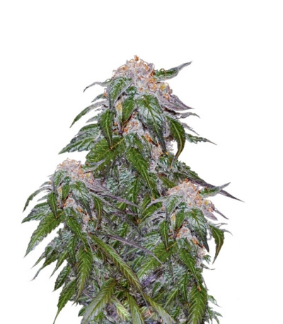 Семена сорта Medical VIP fem (VIP seeds)