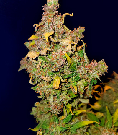 Семена сорта Critical XXL Auto fem (Herbies Seeds)