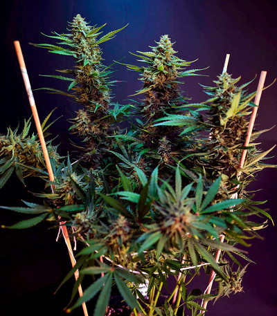 Семена сорта HighCloudZ Auto fem от Green House Seeds