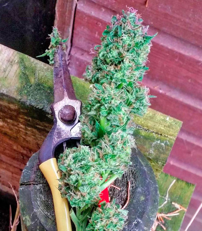 Семена сорта Serious 6 reg (Serious Seeds)