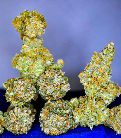 Семена сорта Blackberry Moonrocks fem (AlphaFem Seeds)