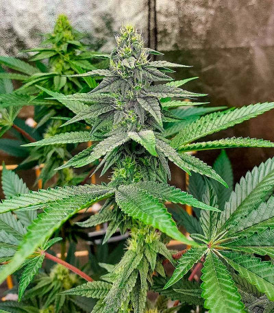 Семена конопли сорта Kush Mints Fast Version